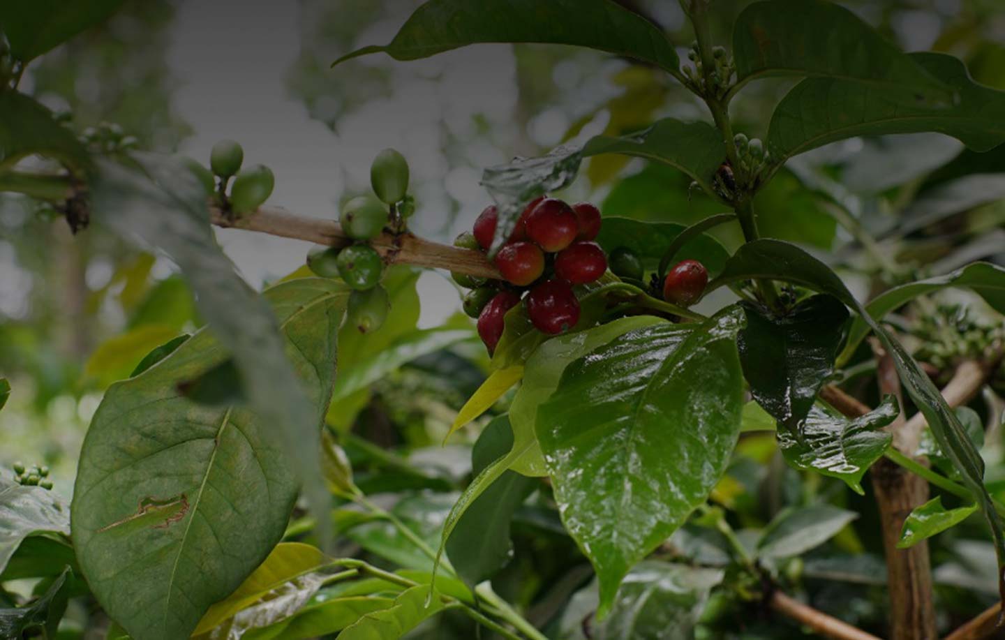 Kaffeplantager i hele verden, hvert land har sin egen smag
