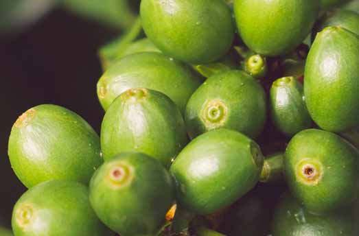 kaffebønneplante