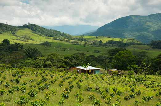 kaffeplantager i Colombia