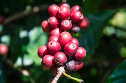 Kaffebønner på træet